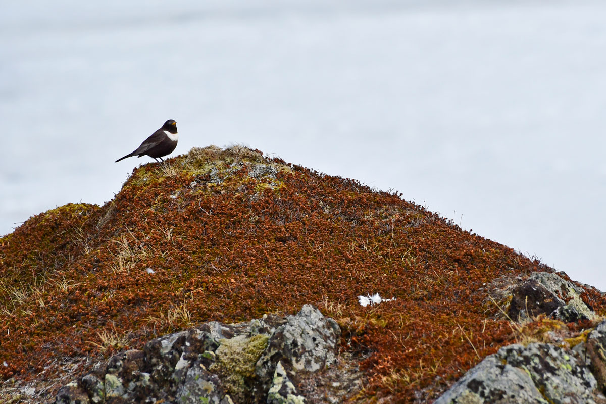 Merlo dal collare, Ring Ouzel