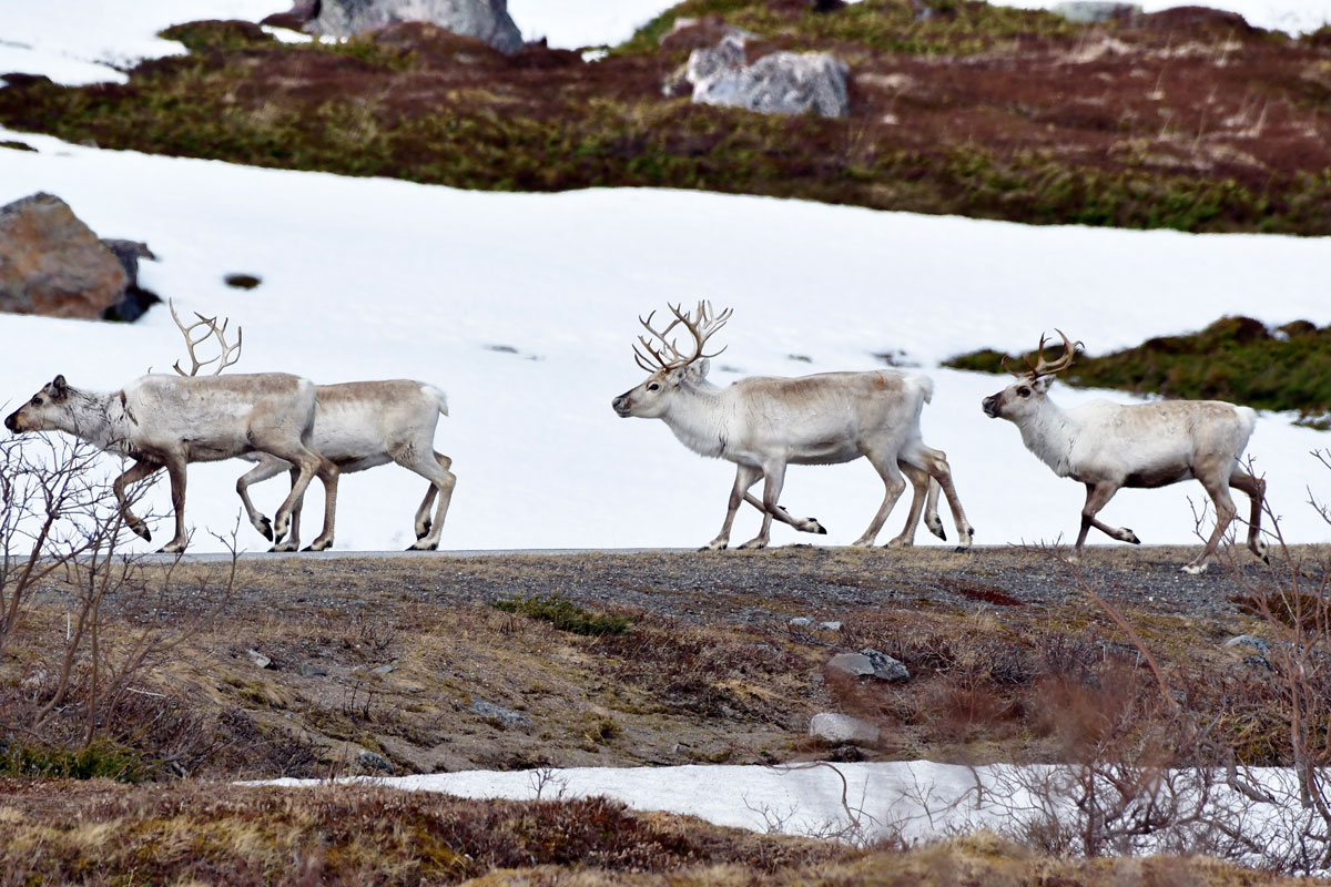 Renne, Reindeer