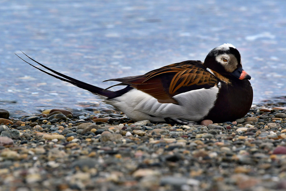 Moretta codona, Long-tailed Duck