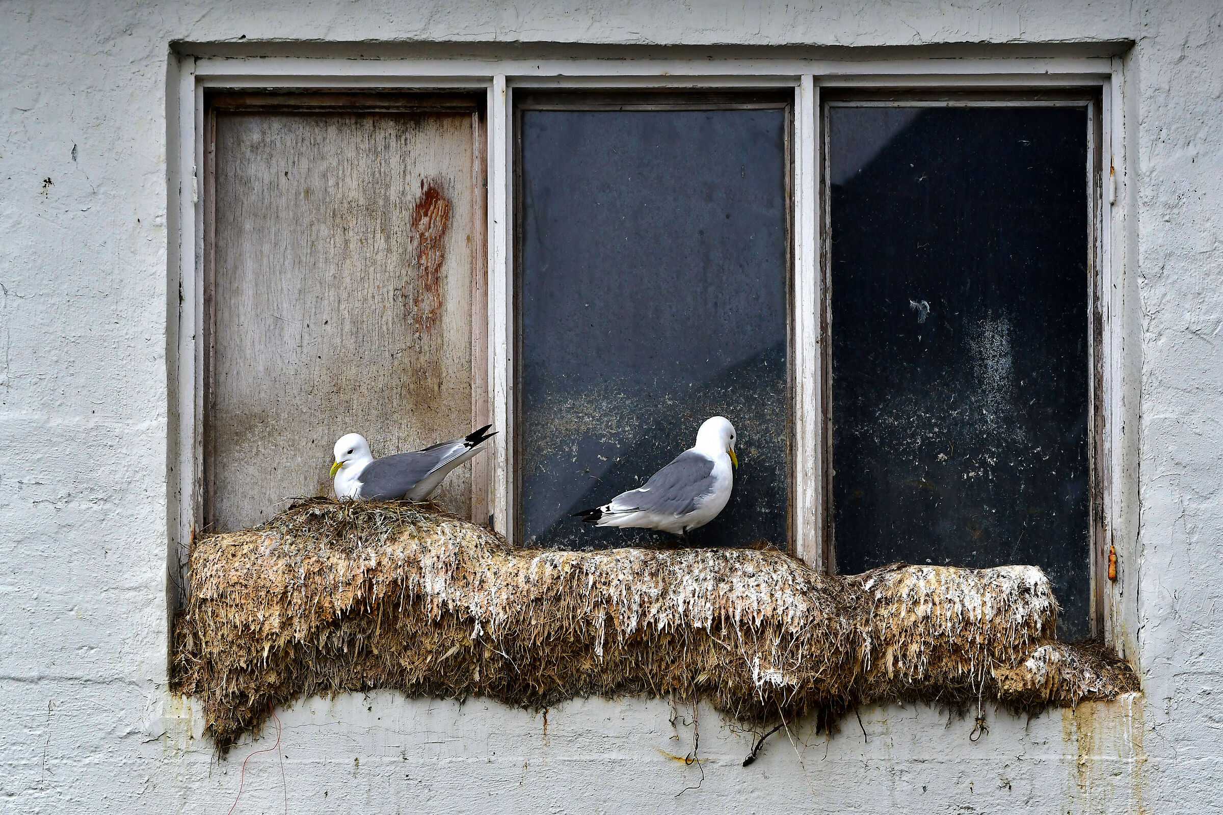 Kittiwakes, Black-legged Kittiwakes