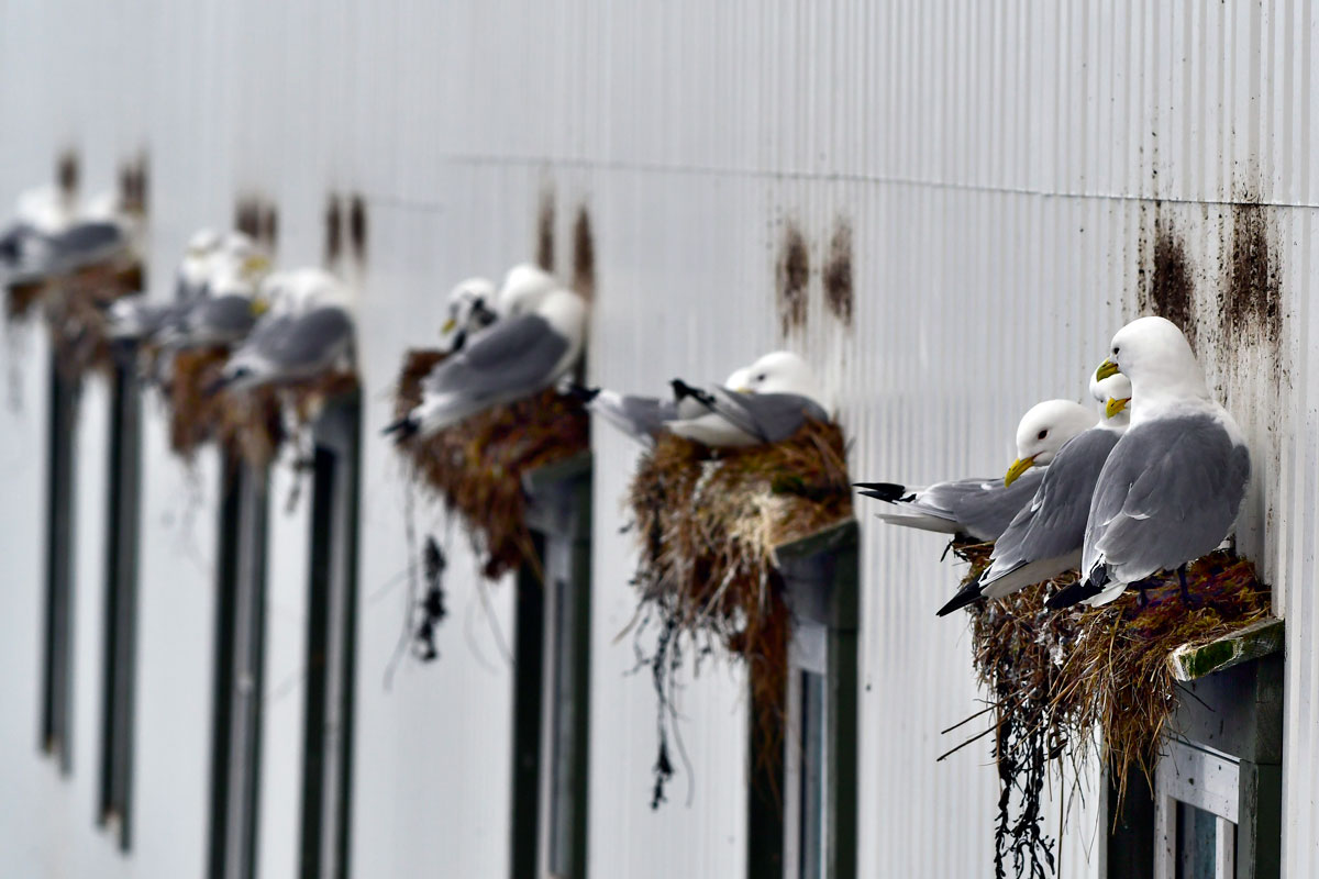 Kittiwakes, Black-legged Kittiwakes