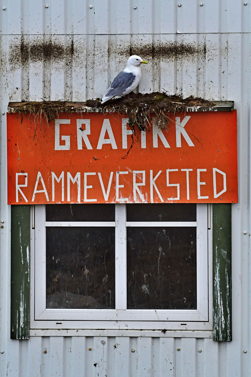 Three-toed gull, Black-legged Kittiwake