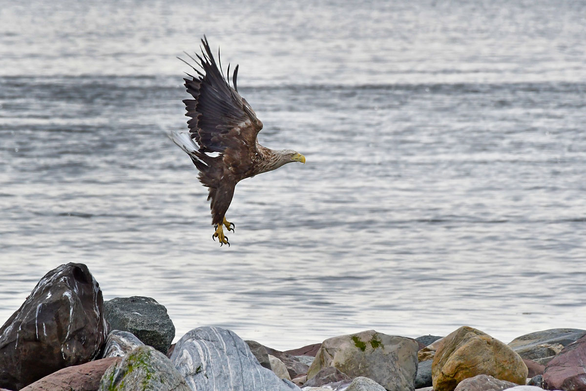 Aquila di mare, White-tailed Eagle