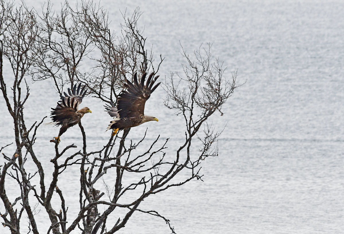 Aquile di mare, White-tailed Eagles