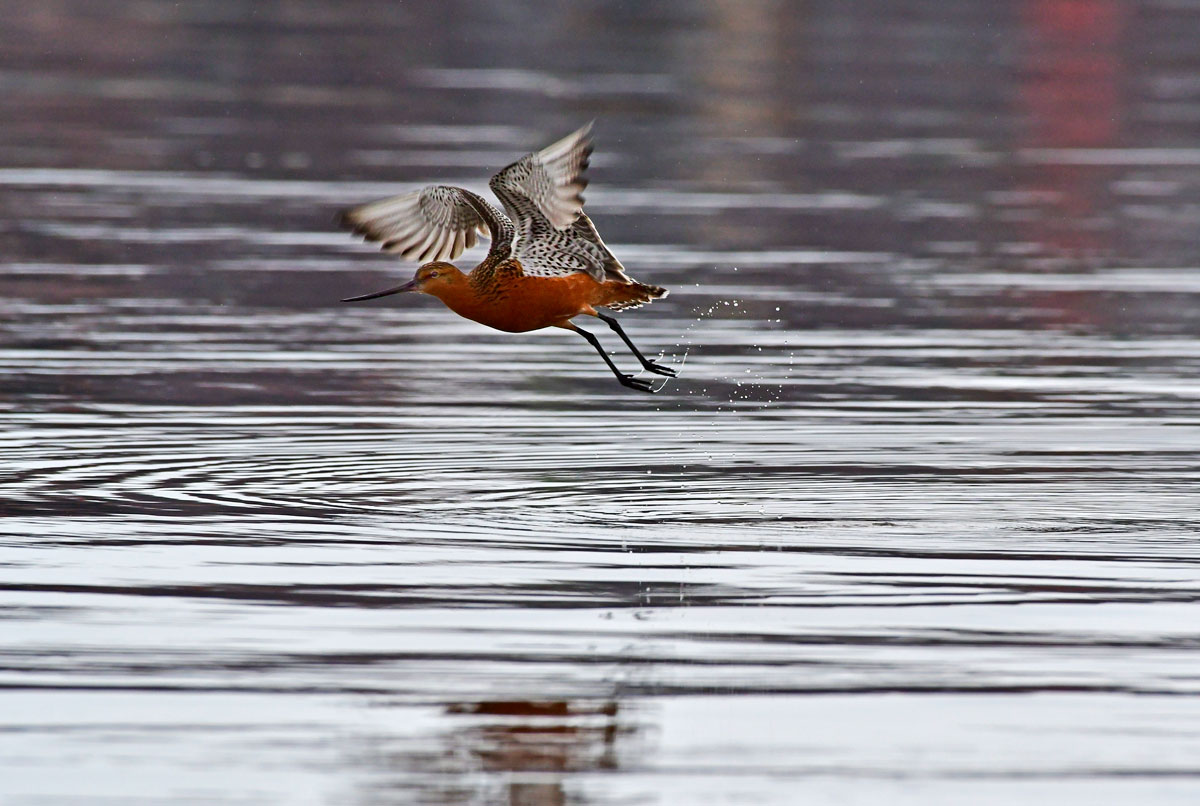 Pittima minore, Bar-tailed Godwit