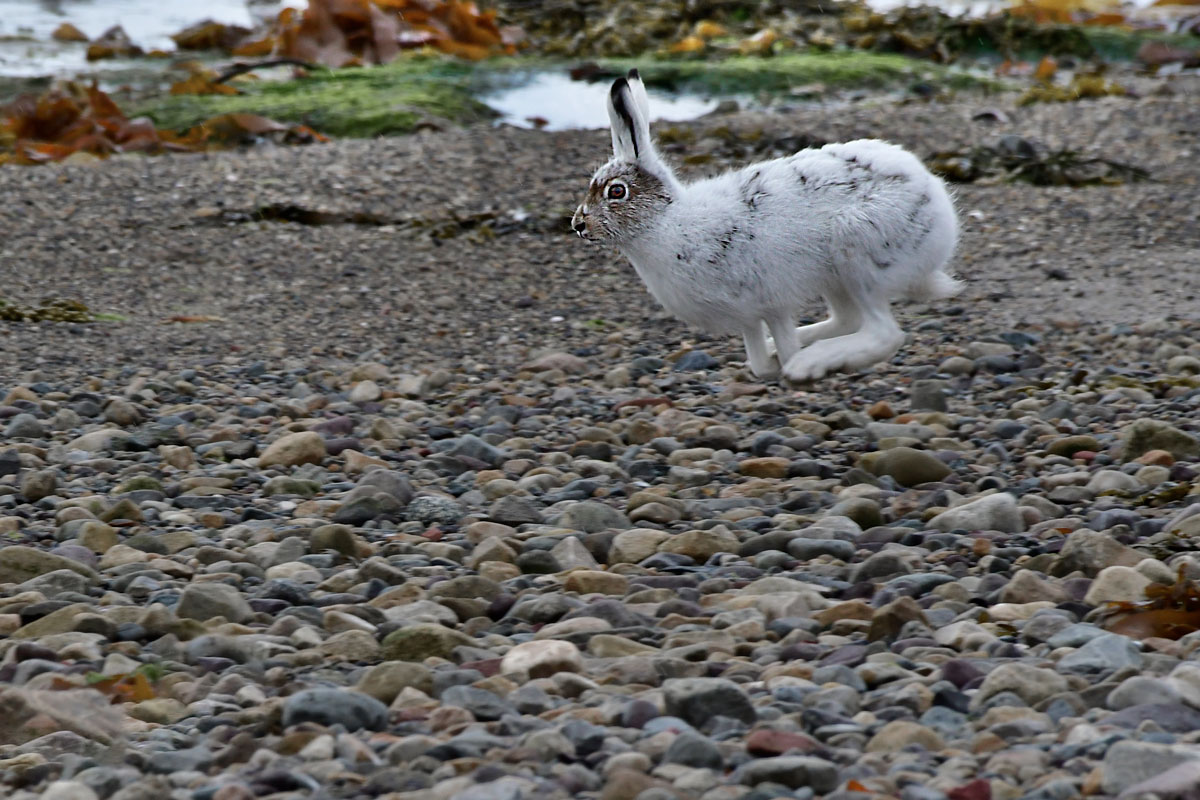 Variable Hare, Mountain Hare