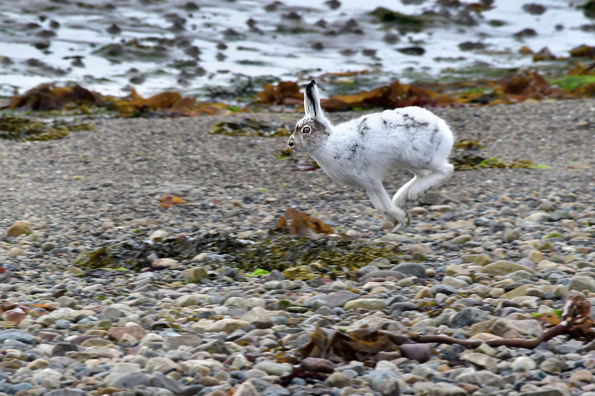 Variable Hare, Mountain Hare