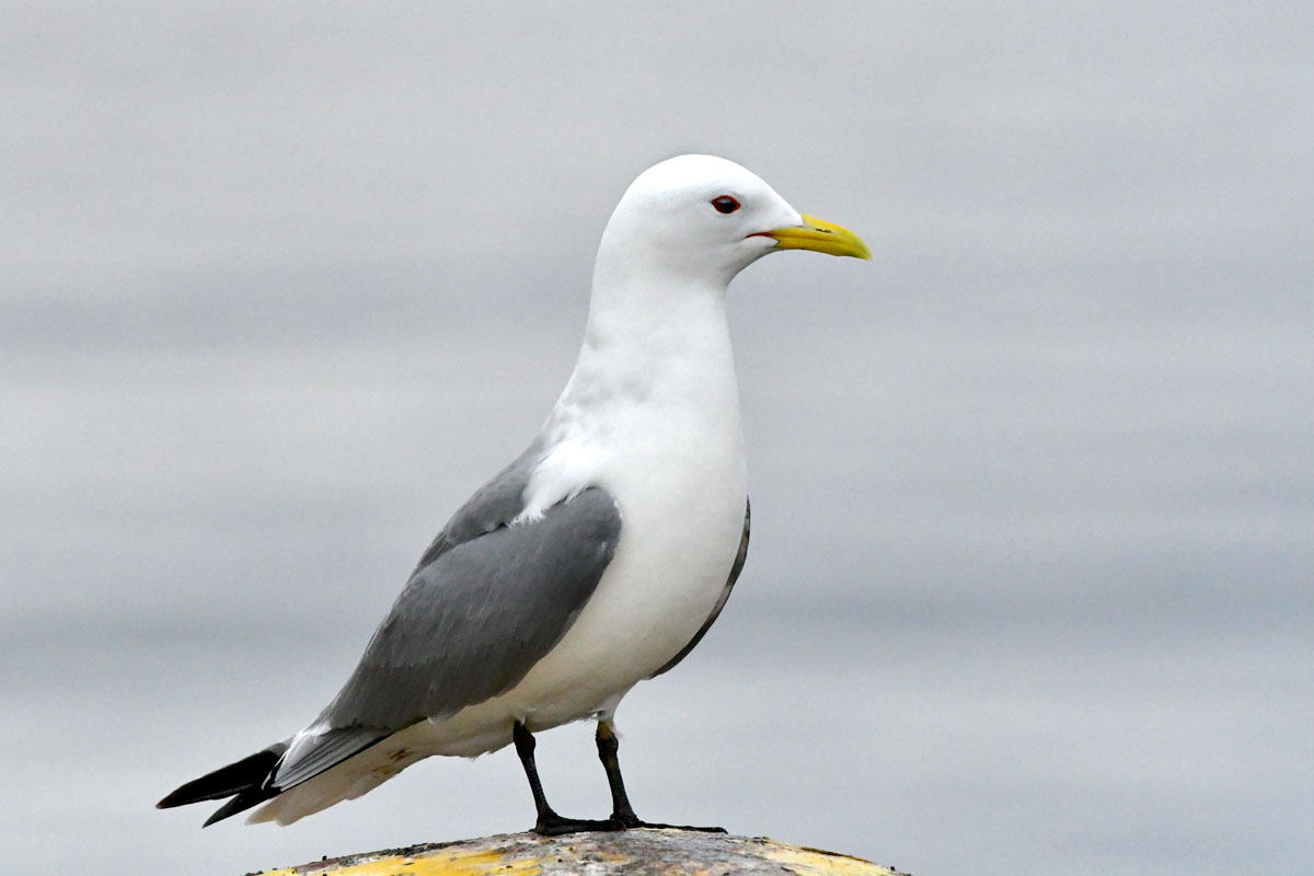 Gabbiano tridattilo, Black-legged Kittiwake