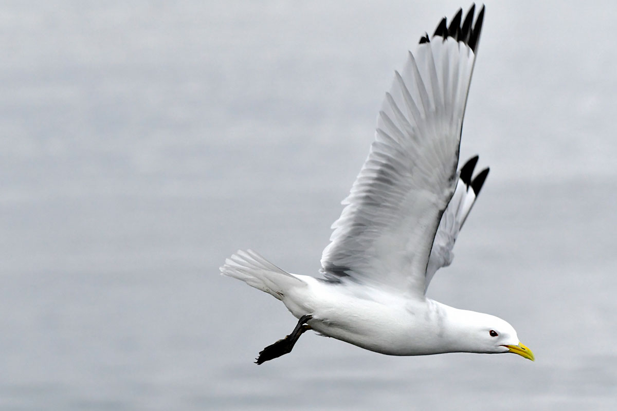 Gabbiano tridattilo, Black-legged Kittiwake