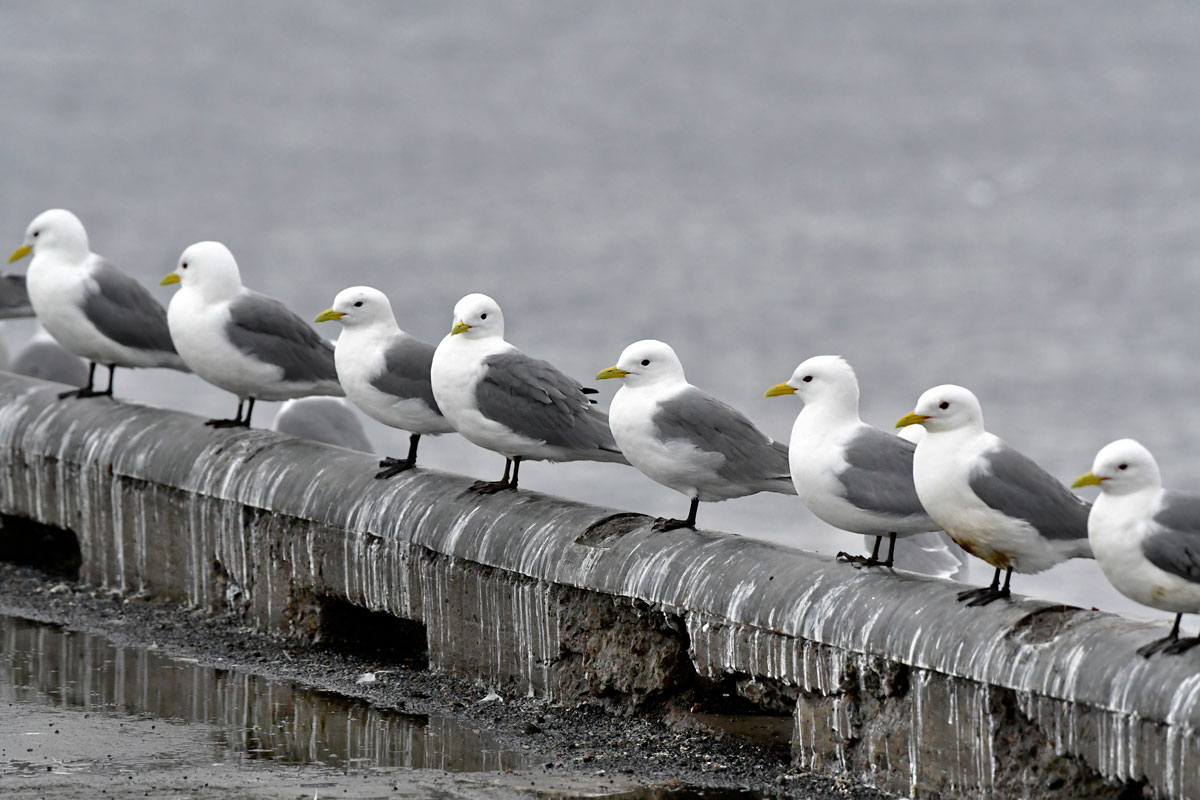 Gabbiani tridattili, Black-legged Kittiwakes