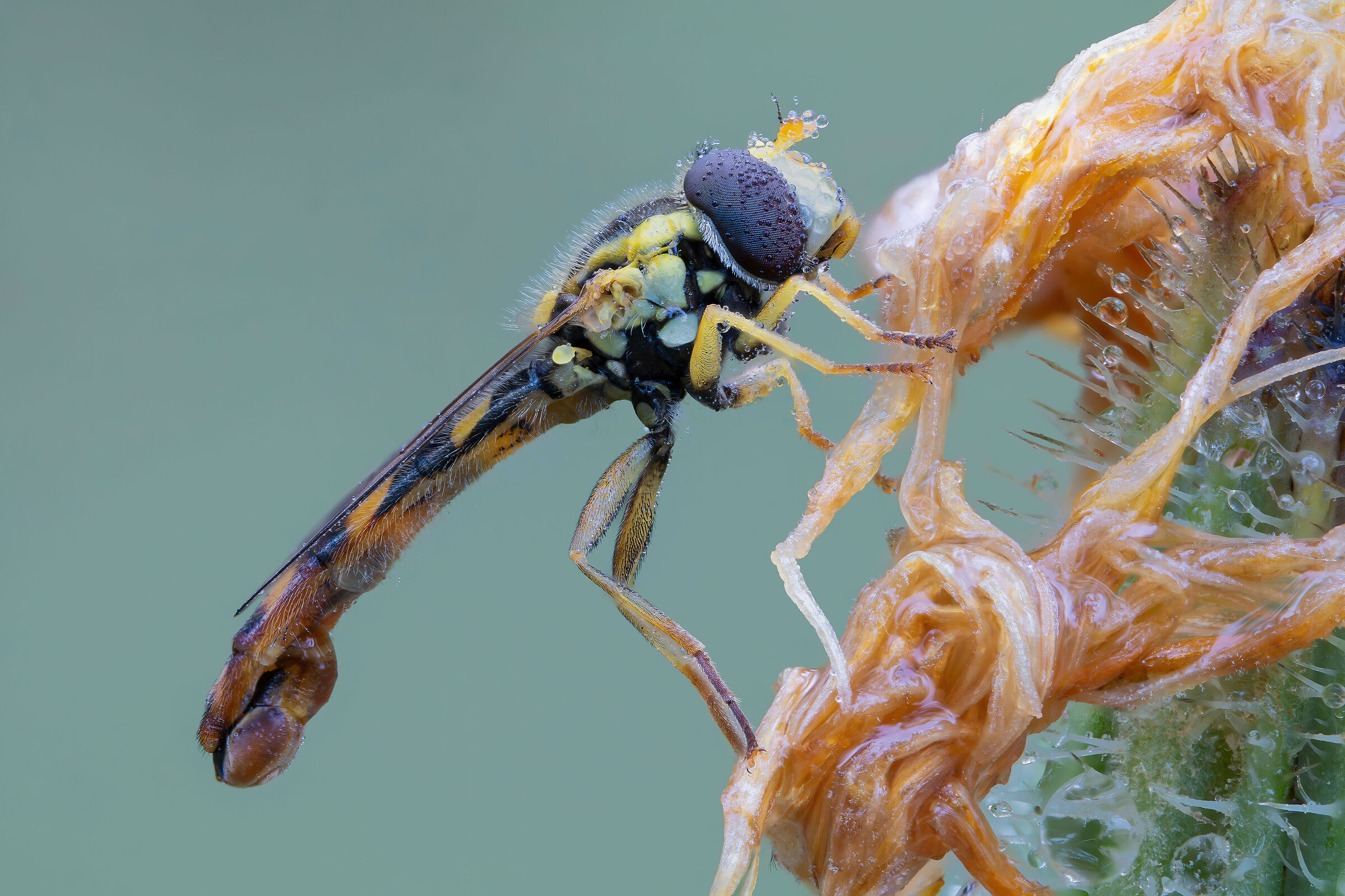 Sphaerophoria scripta