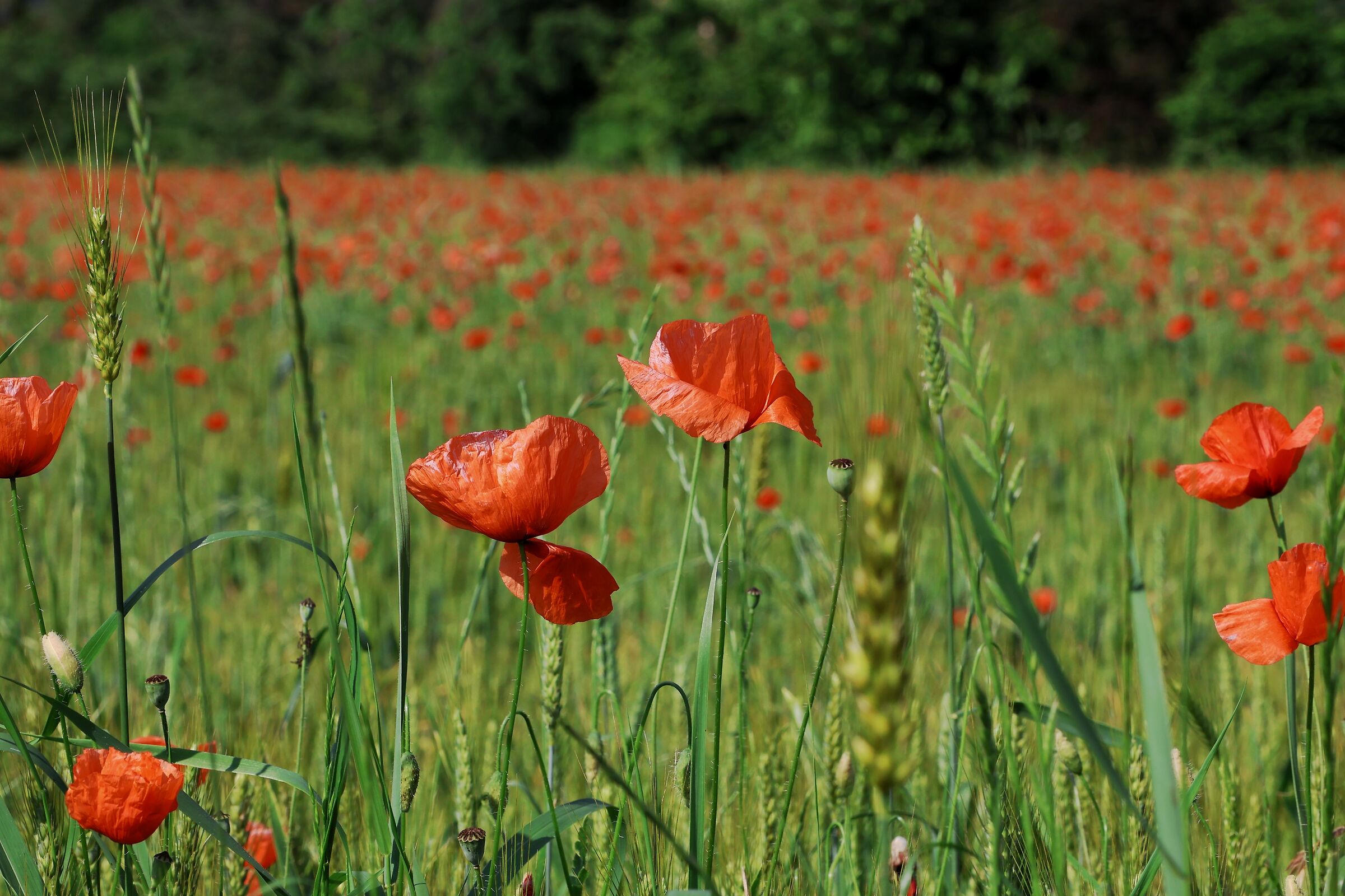 The Poppy Field