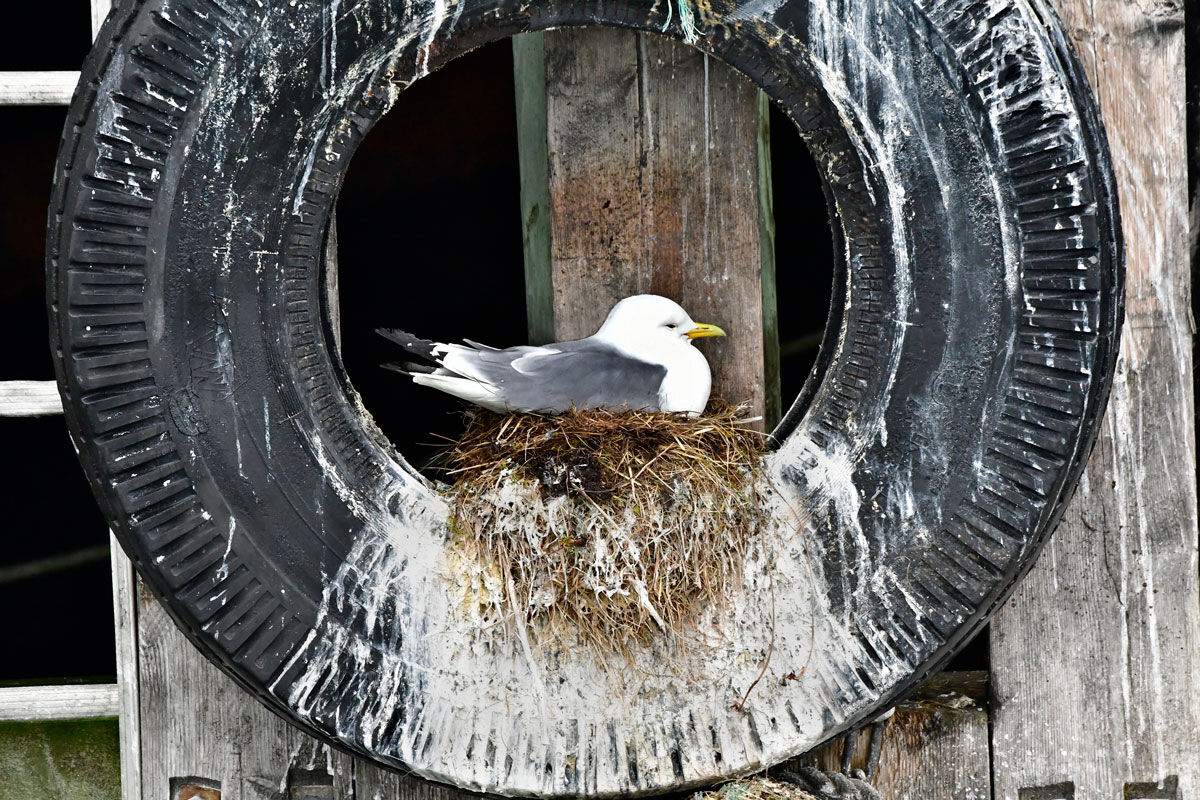 Three-toed gull, Black-legged Kittiwake