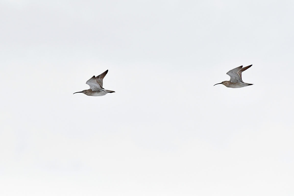 Chiurli piccoli, Whimbrels