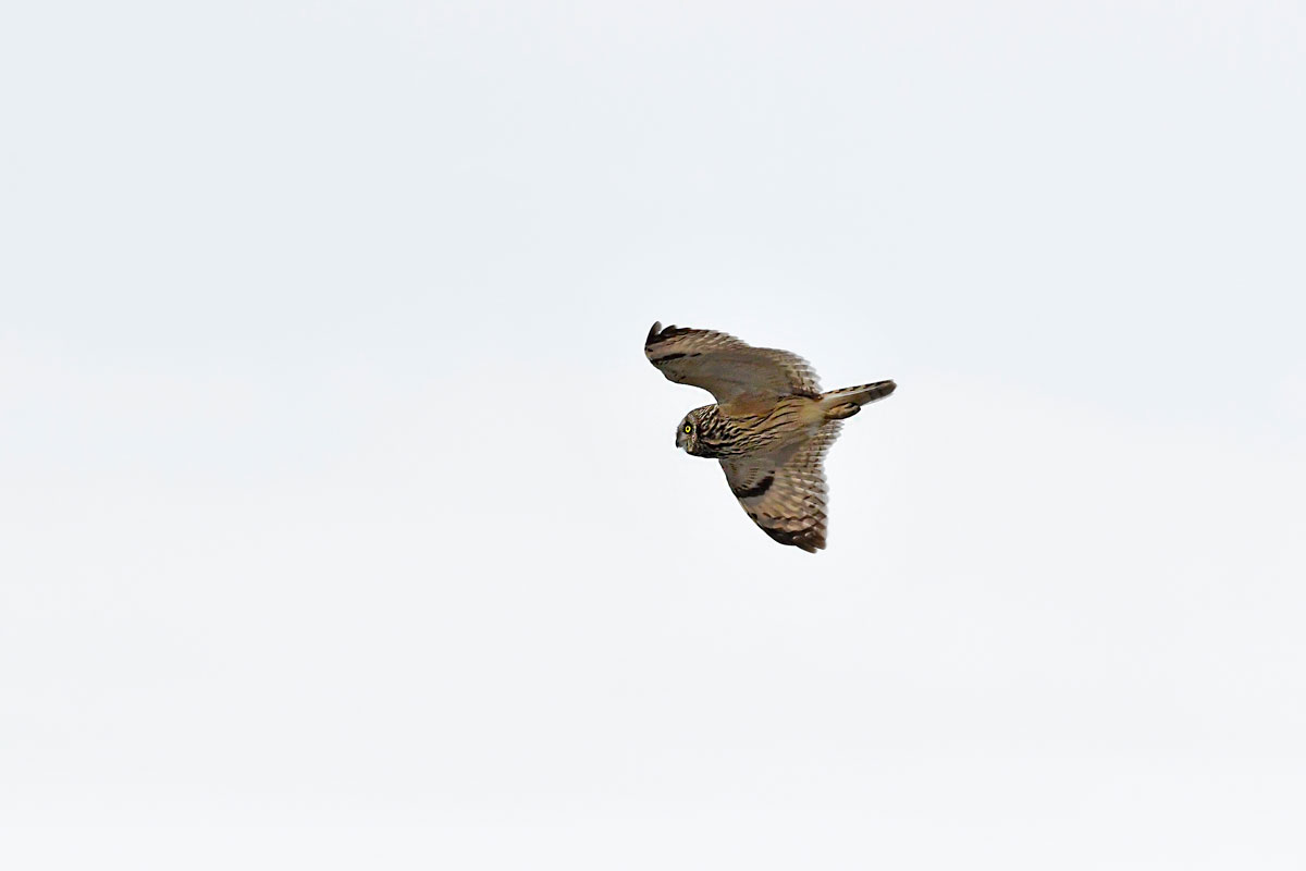 Gufo di palude, Short-eared Owl
