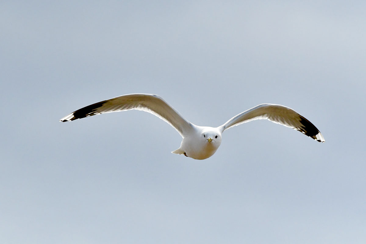 Gabbiano tridattilo, Black-legged Kittiwake
