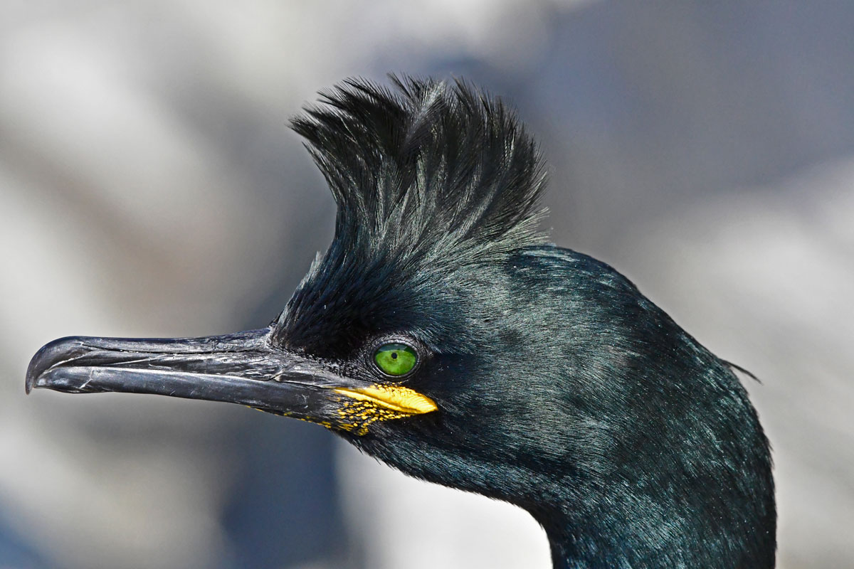 Tufted shag, Shag