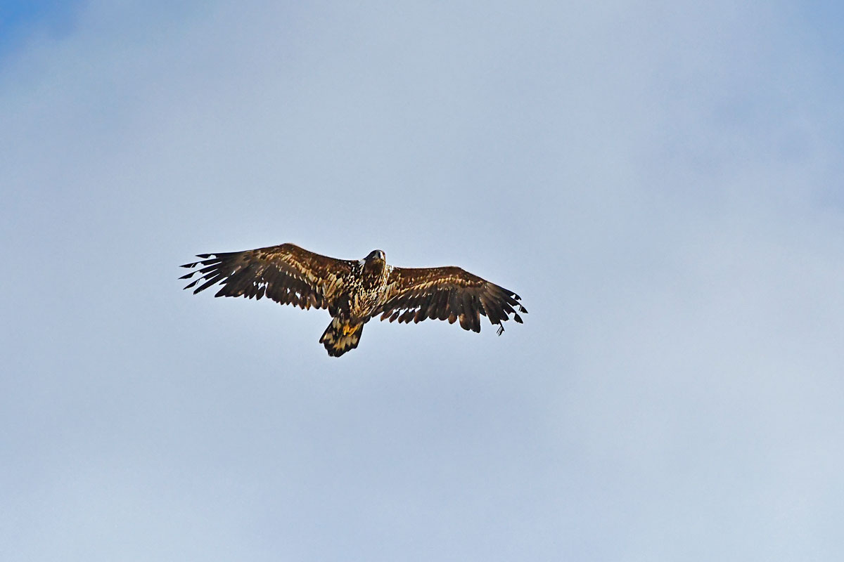 Sea Eagle, White-tailed Eagle
