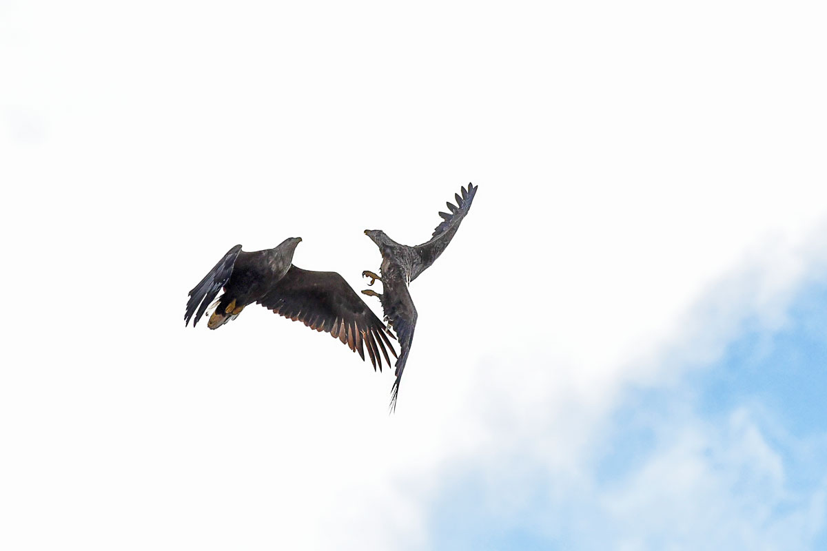 Sea Eagles, White-tailed Eagles