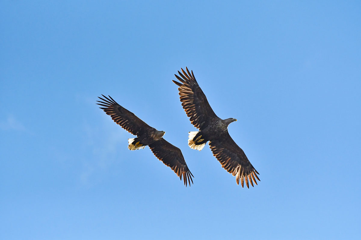 Sea Eagles, White-tailed Eagles