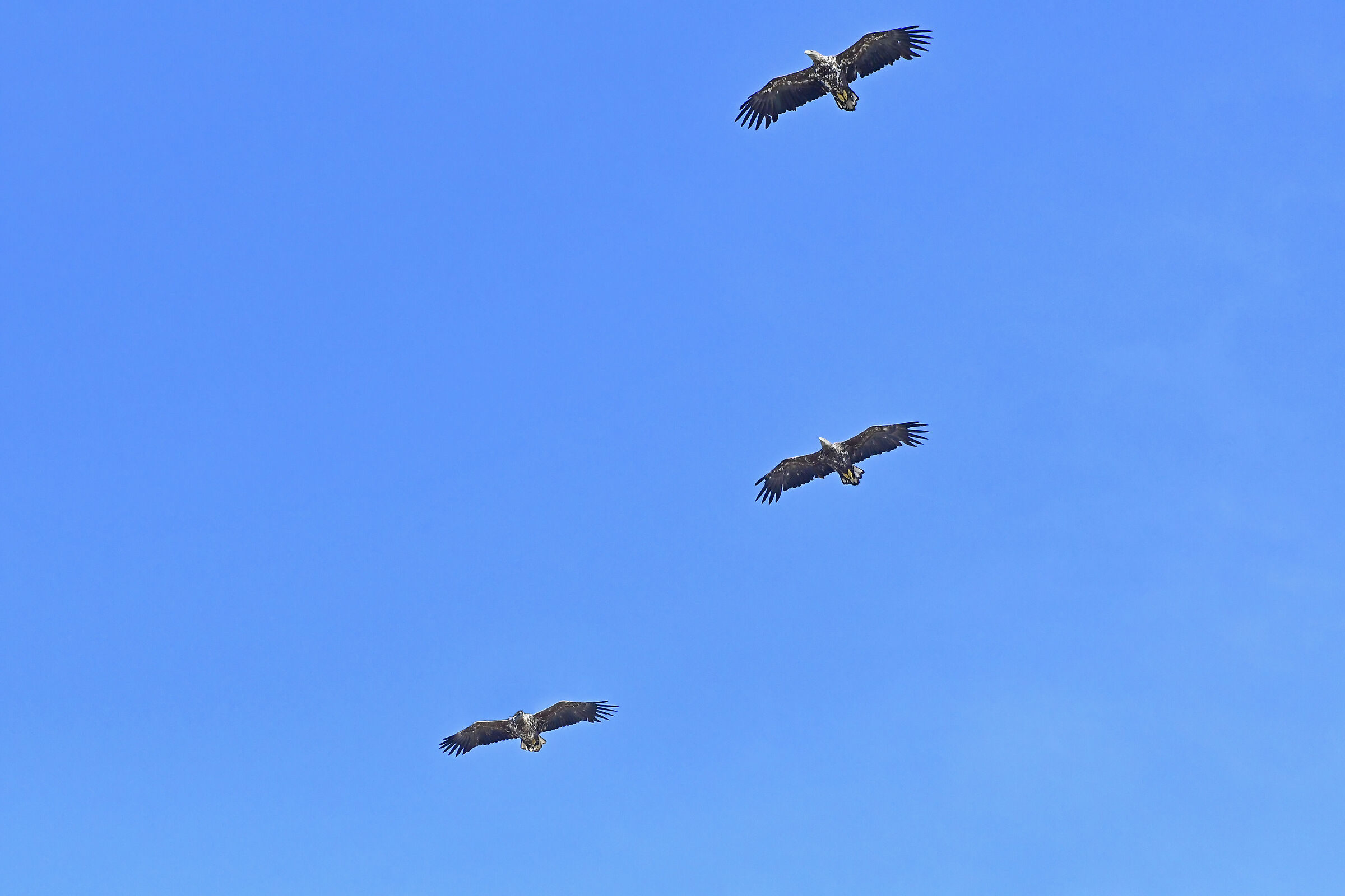 Sea Eagles, White-tailed Eagles