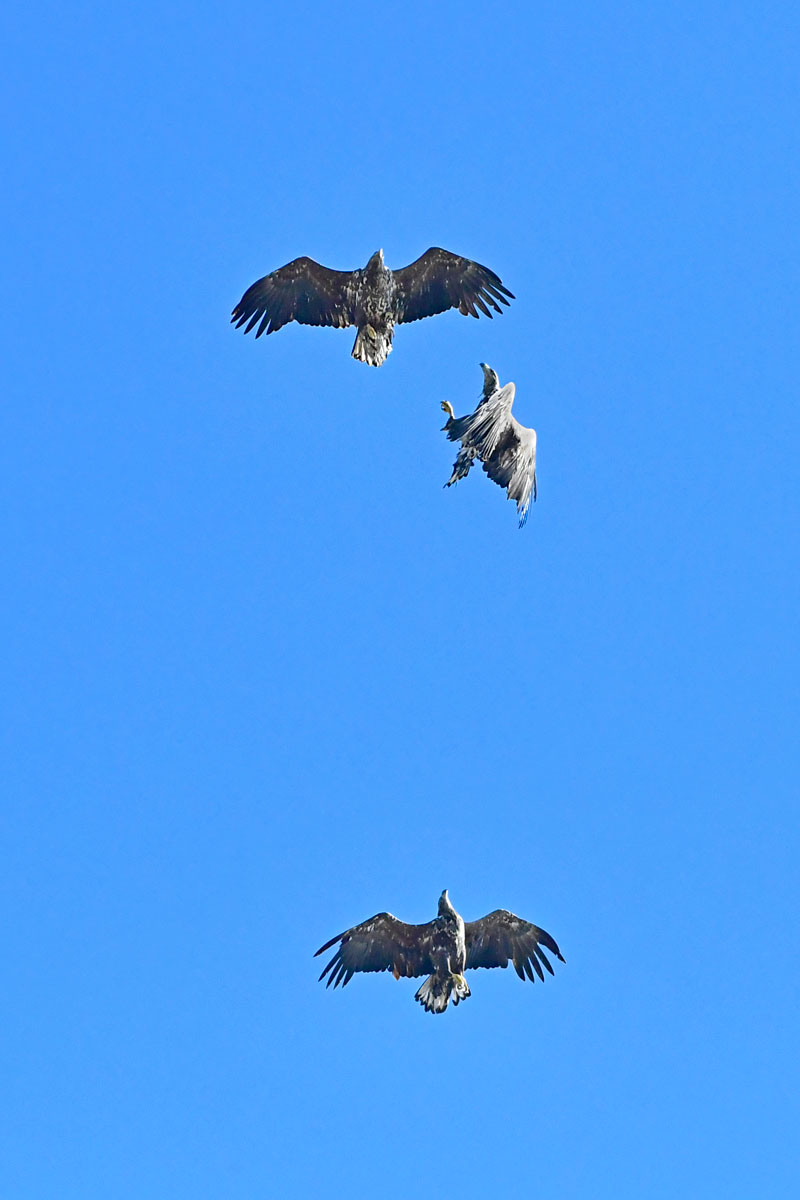 Sea Eagles, White-tailed Eagles