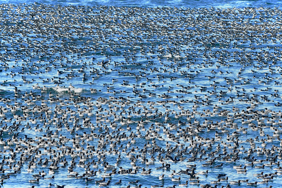 Urie, Guillemots