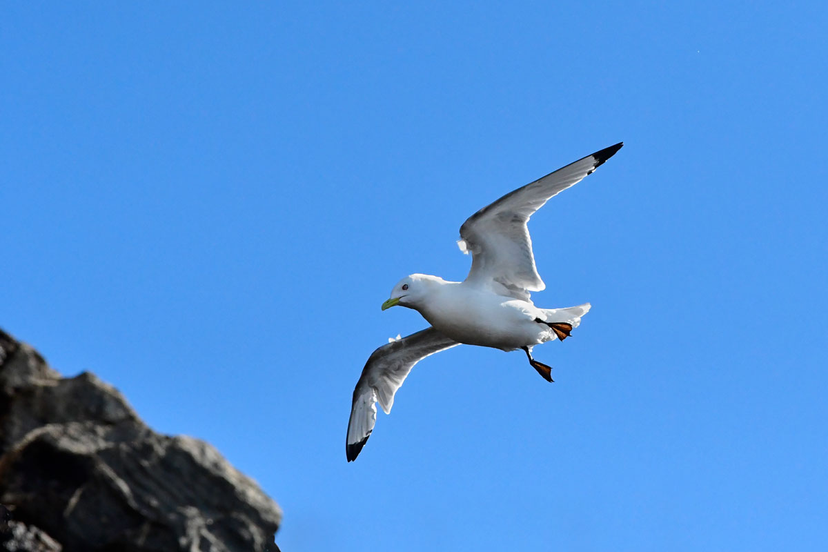 Three-toed gull, Black-legged Kittiwake