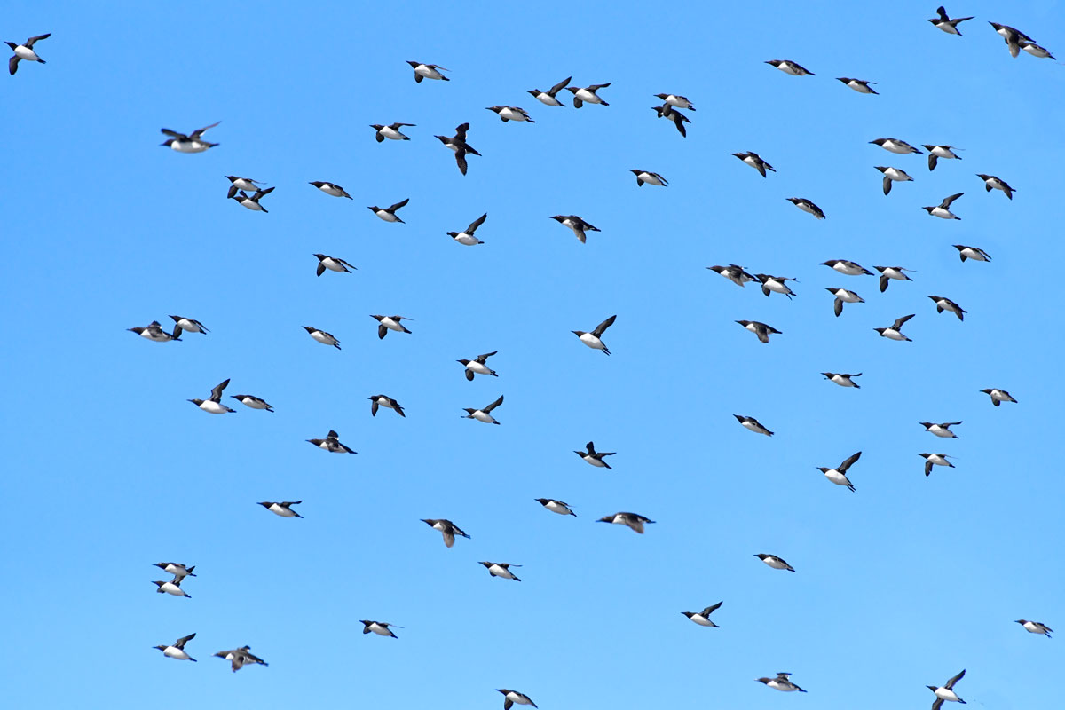 Urie, Guillemots