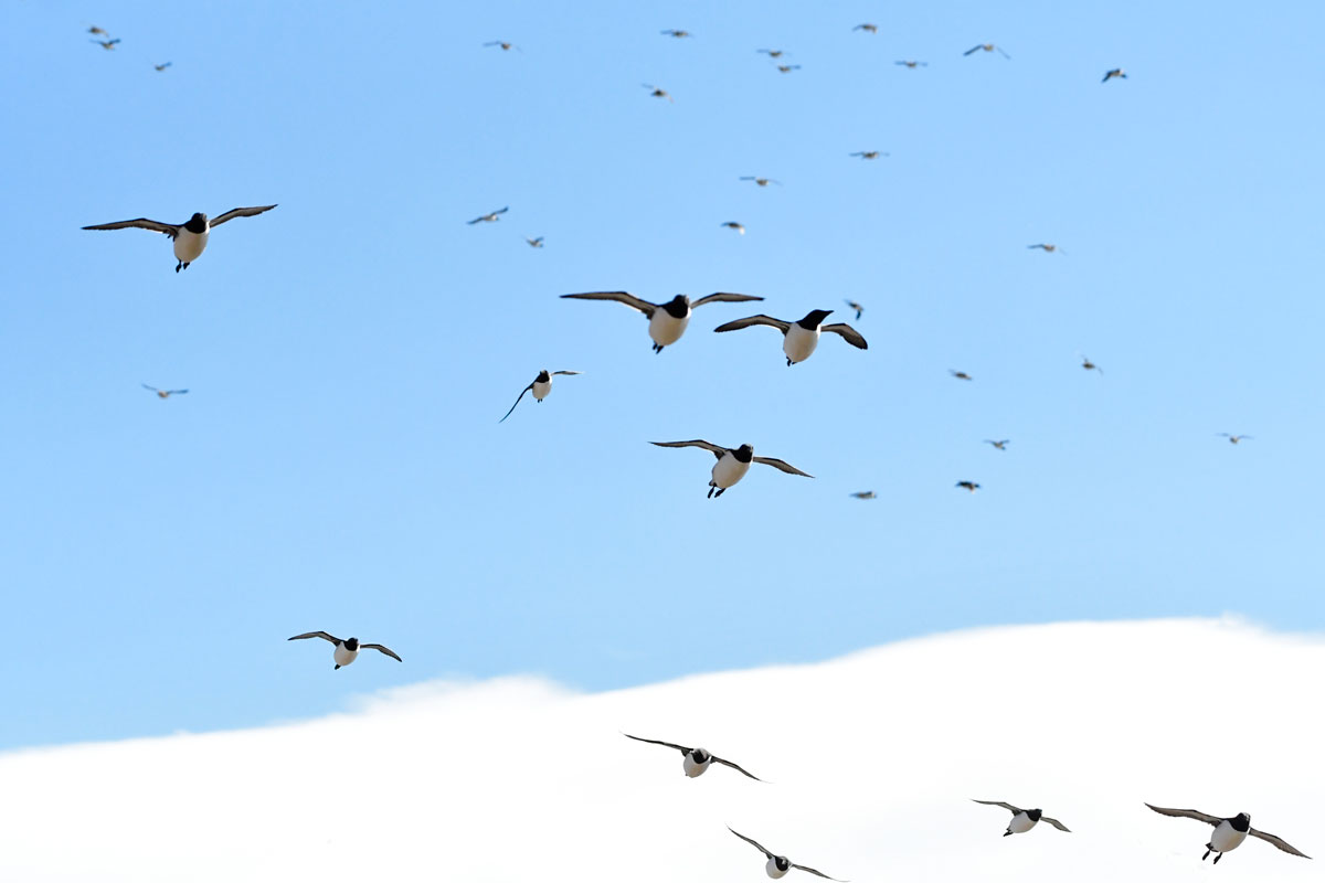 Urie, Guillemots