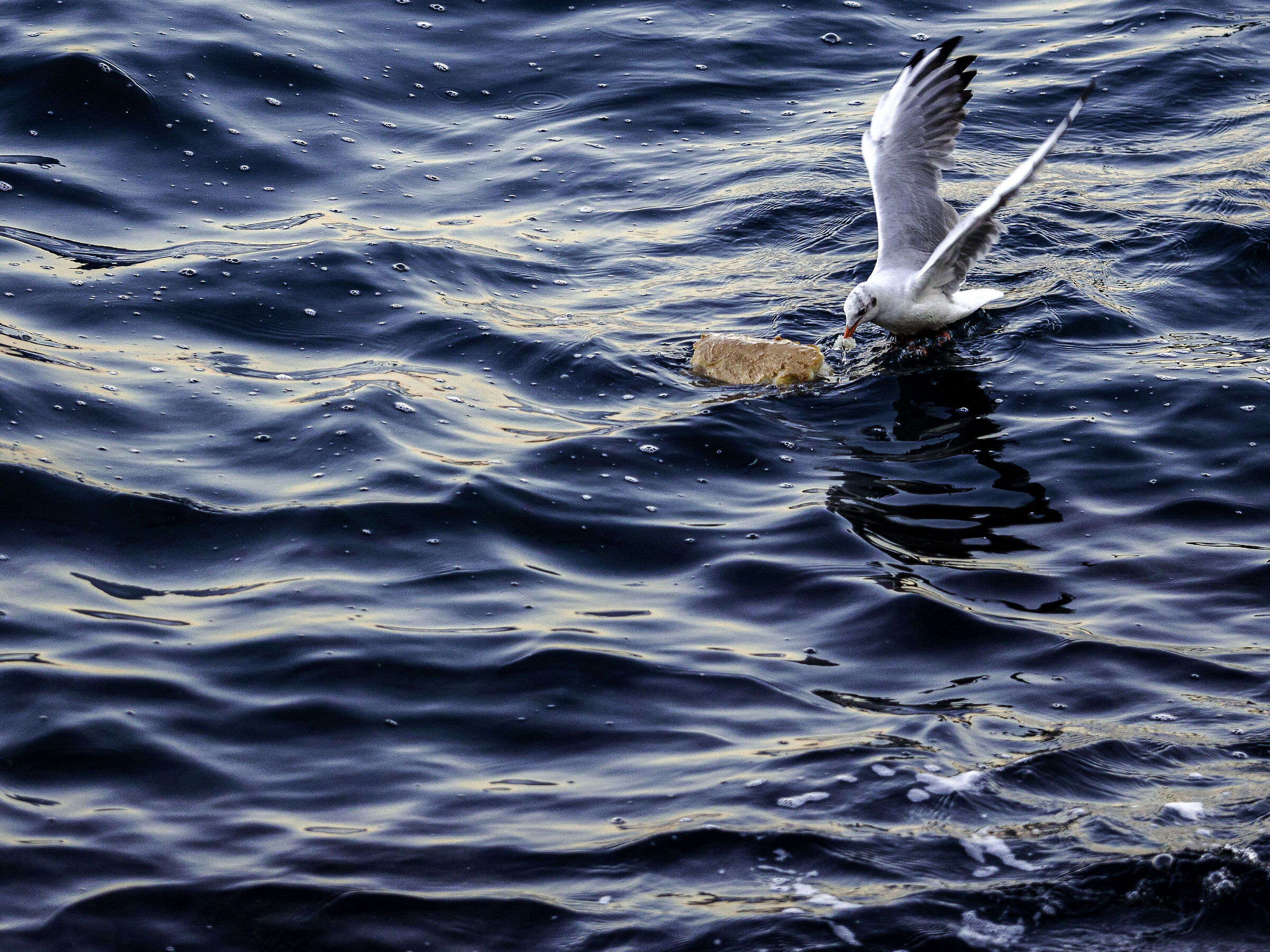 For those who love color...