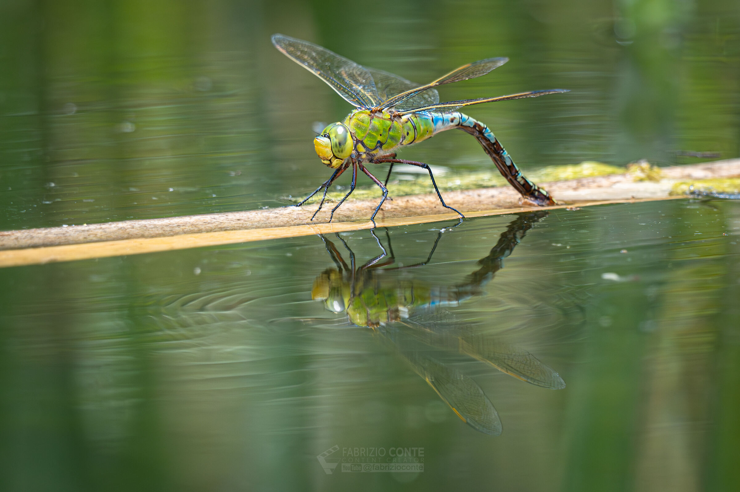 Anax Imperator