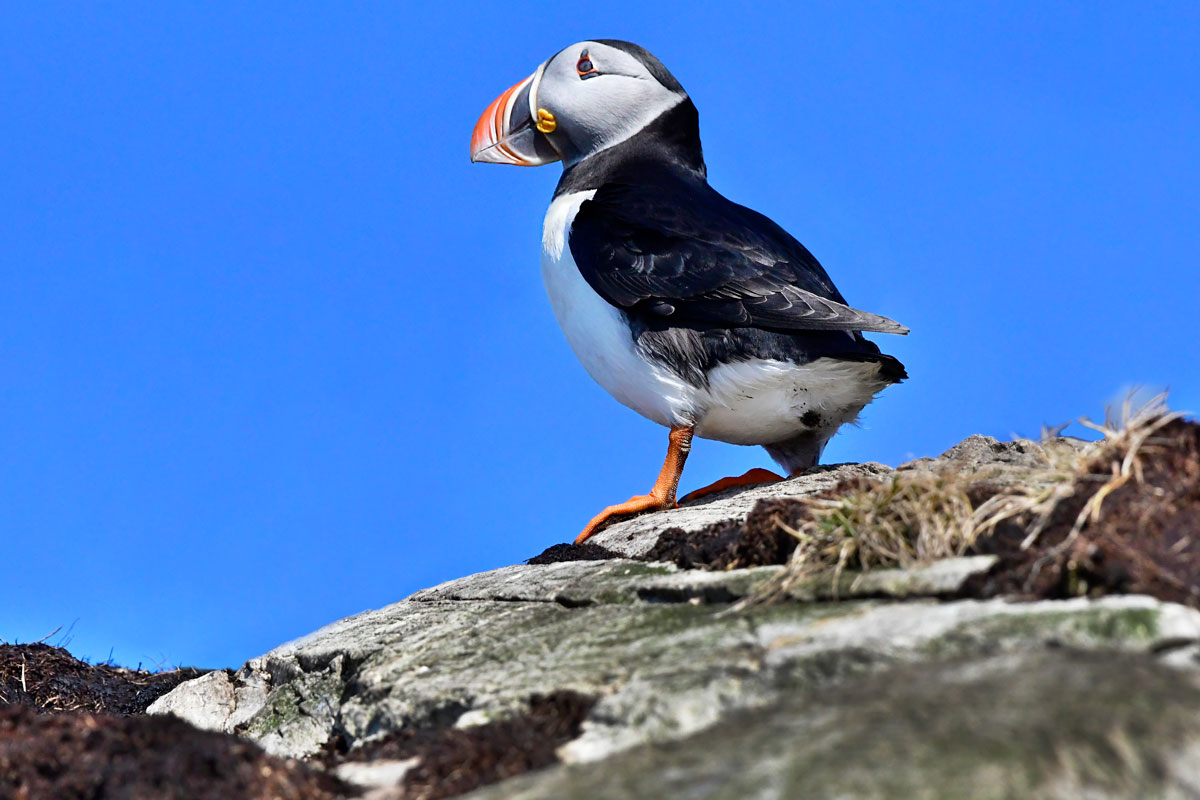 Puffin, Puffin