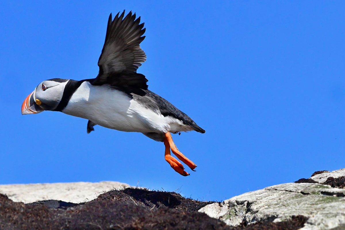 Puffin, Puffin
