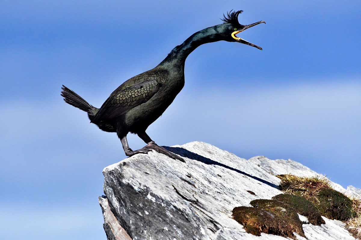 Tufted shag, Shag