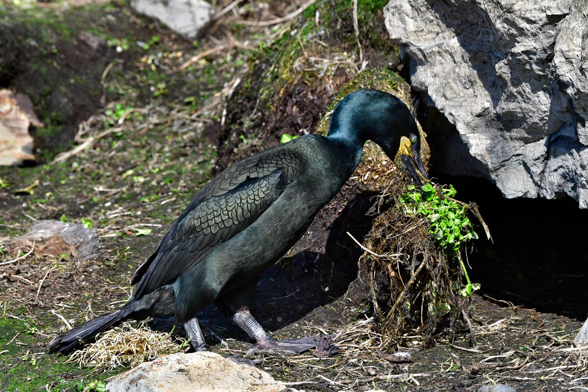 Tufted shag, Shag