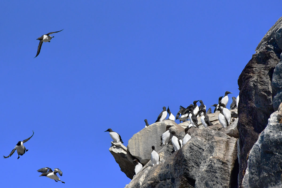 Urie, Guillemots