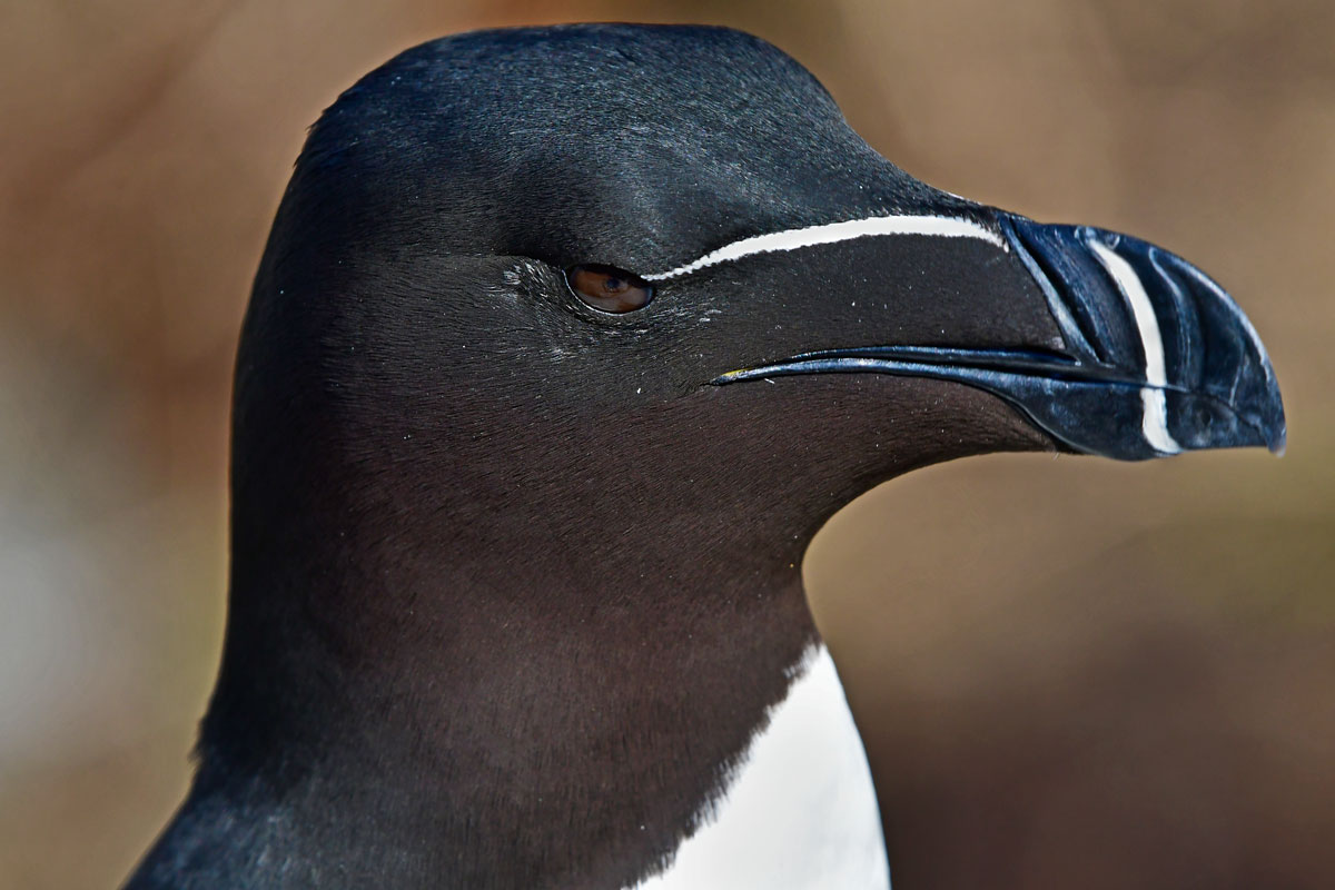 Magpie, Razorbill