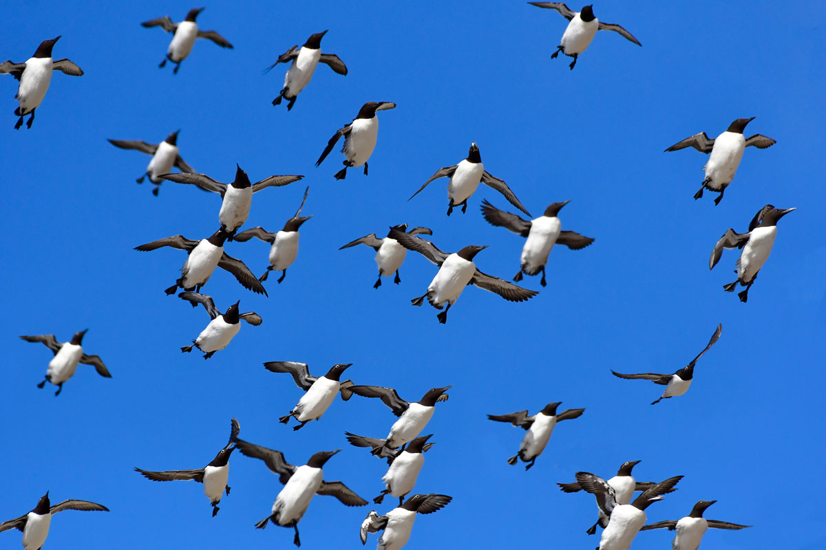 Urie, Guillemots