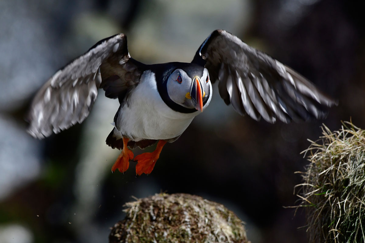 Puffin, Puffin