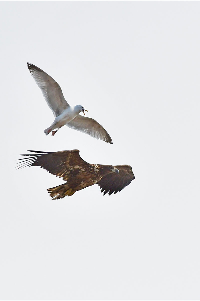 Sea Eagle, White-tailed Eagle: Seagull, Kittiwake
