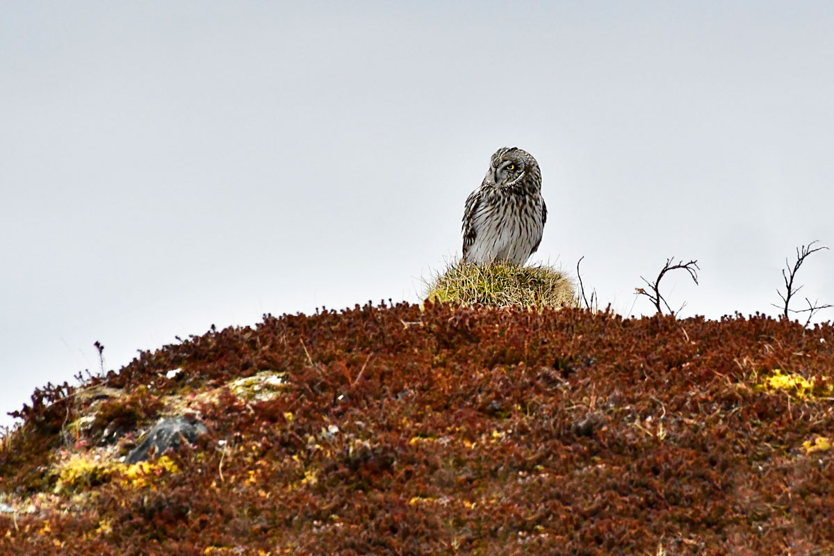 Gufo di palude, Short-eared Owl