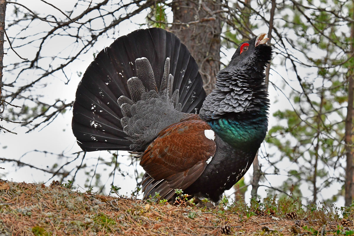 Capercaillie, Capercaillie