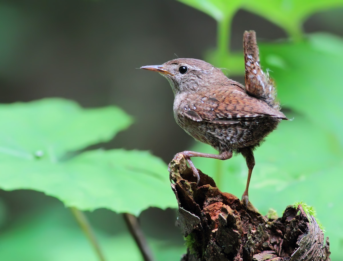 Wren