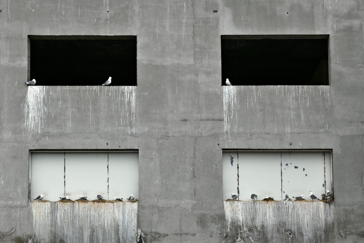 Kittiwakes, Black-legged Kittiwakes