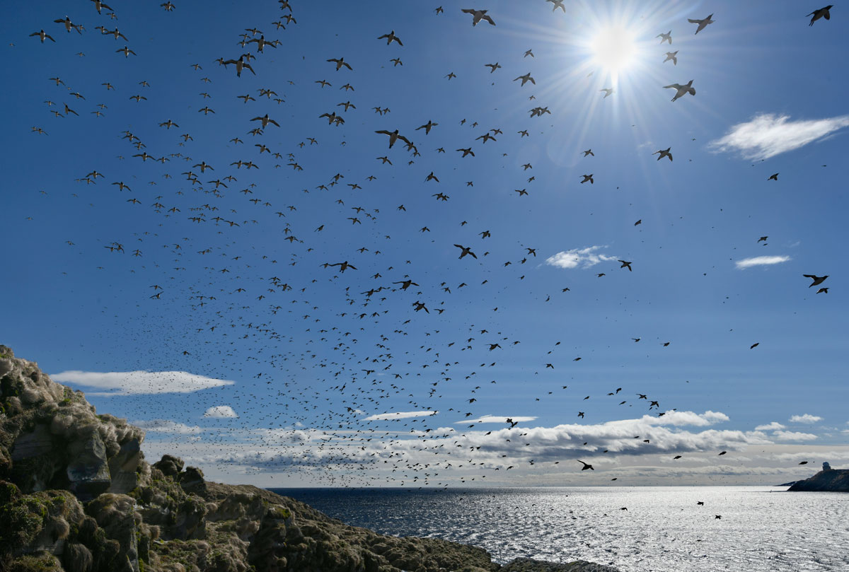 Urie, Guillemots