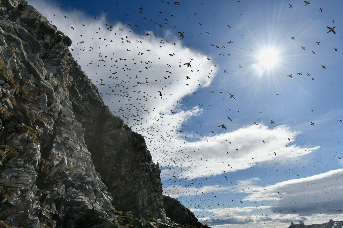 Urie, Guillemots