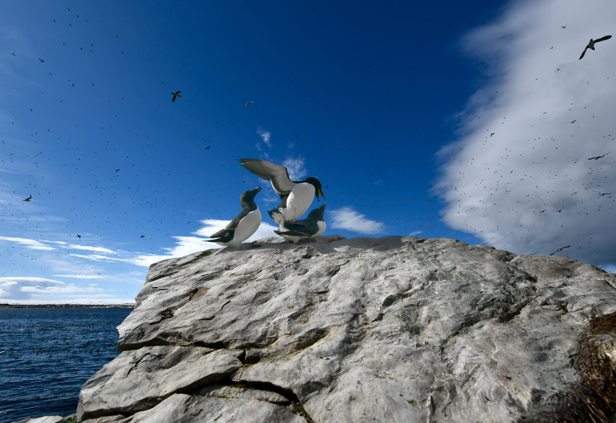Magpies, Razorbills
