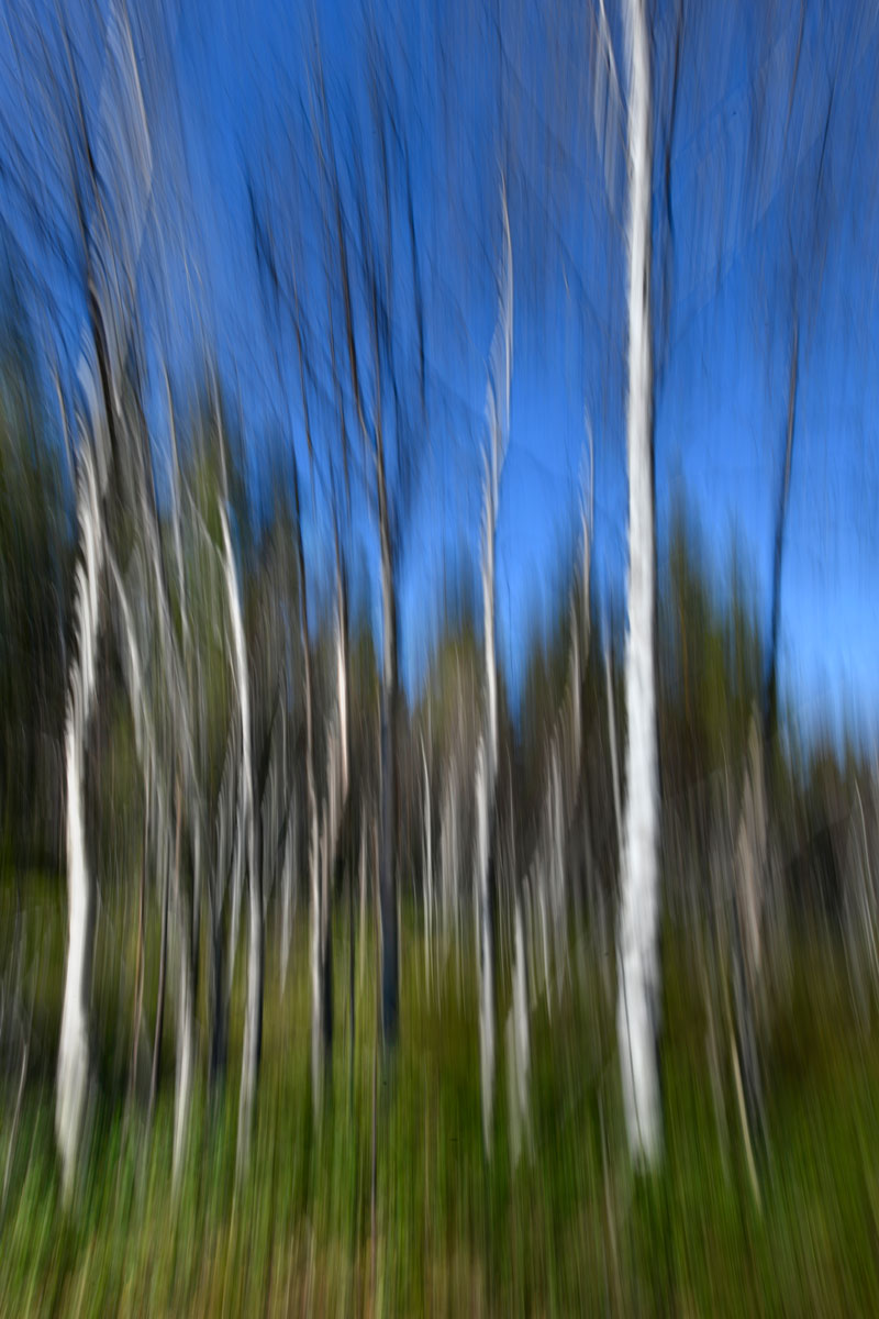birches, birches