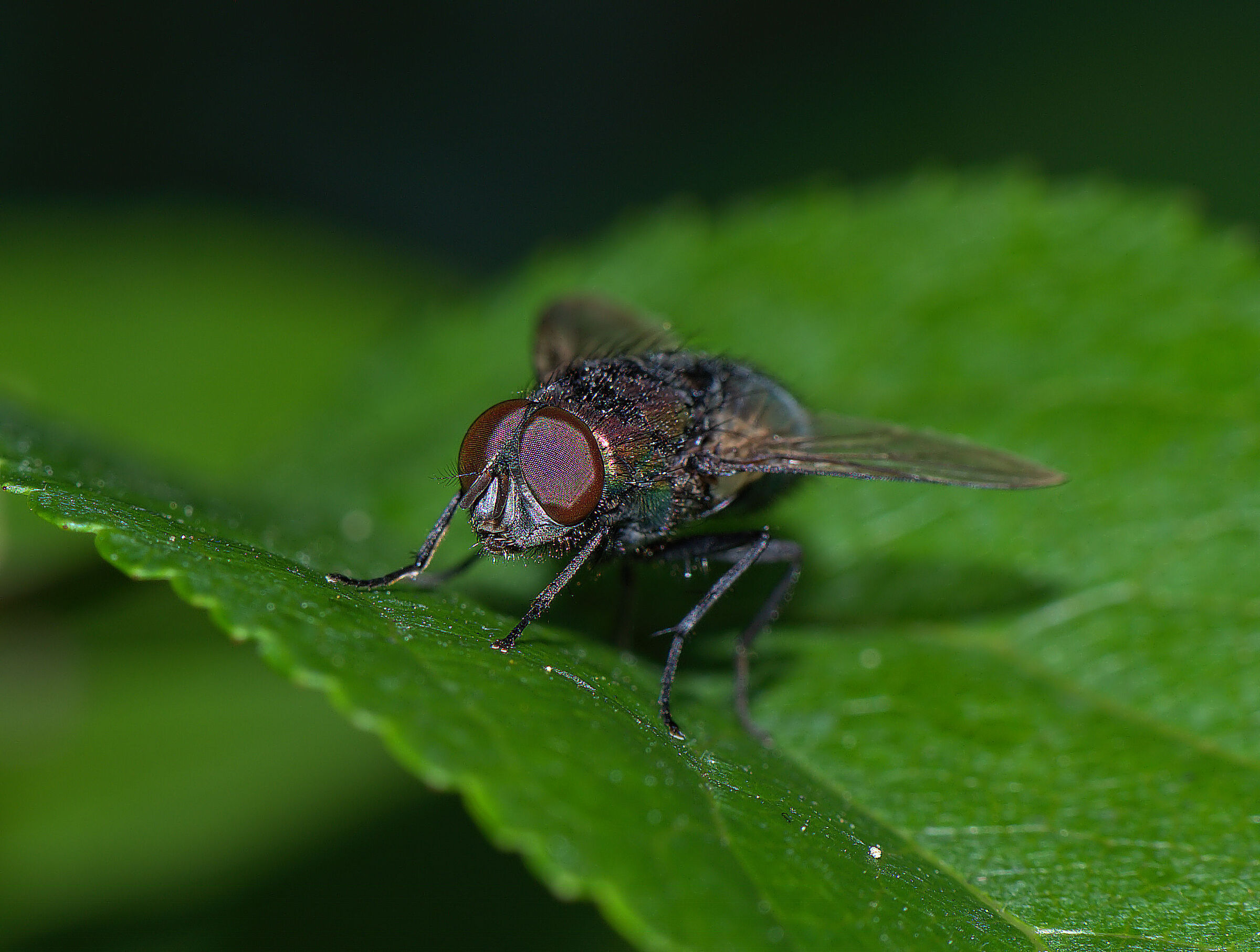 Housefly